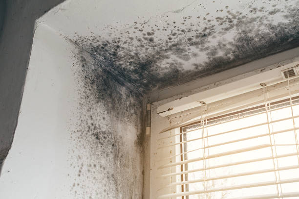 Affordable Commercial Mold Remediation solutions in Canyon, TX